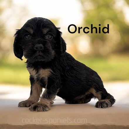 puppy, for, sale, Cocker Spaniel, Joe & Cherri  Overlease, dog, breeder, Miller, MO, dog-breeder, puppy-for-sale, forsale, nearby, find, puppyfind, locator, puppylocator, aca